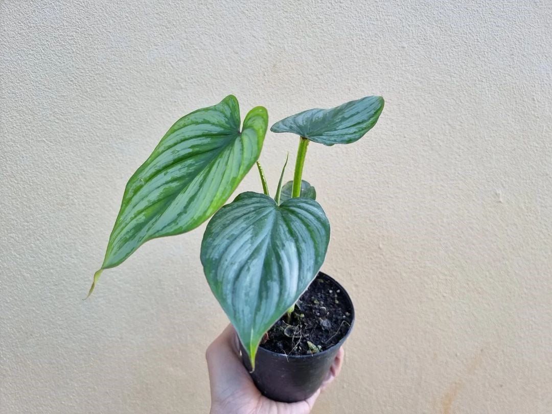Philodendron Mamei ( Silver Cloud )