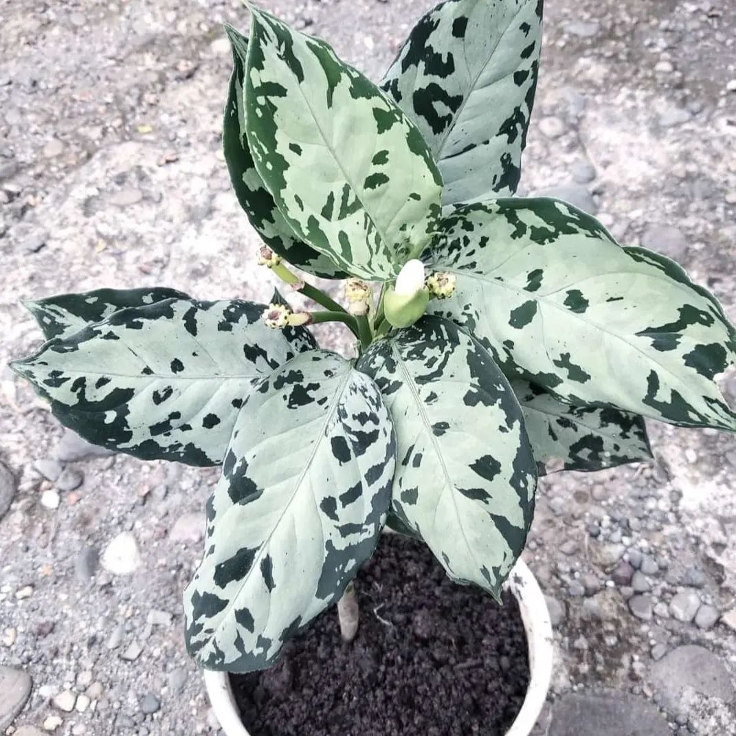 Chinese Evergreen Aglaonema Pictum Bicolor