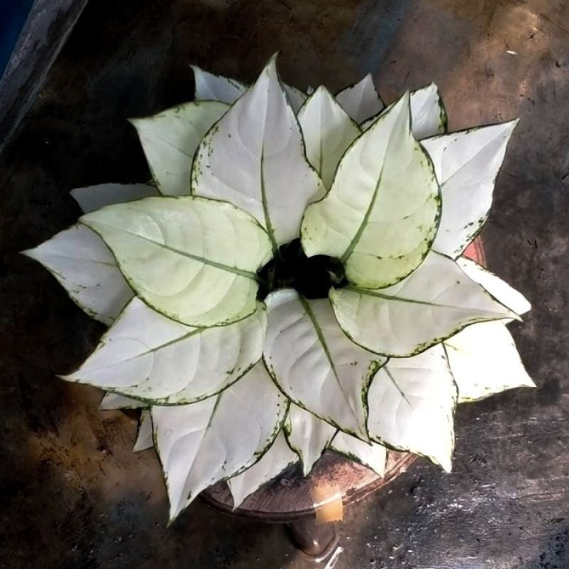 Chinese Evergreen Aglaonema Super White