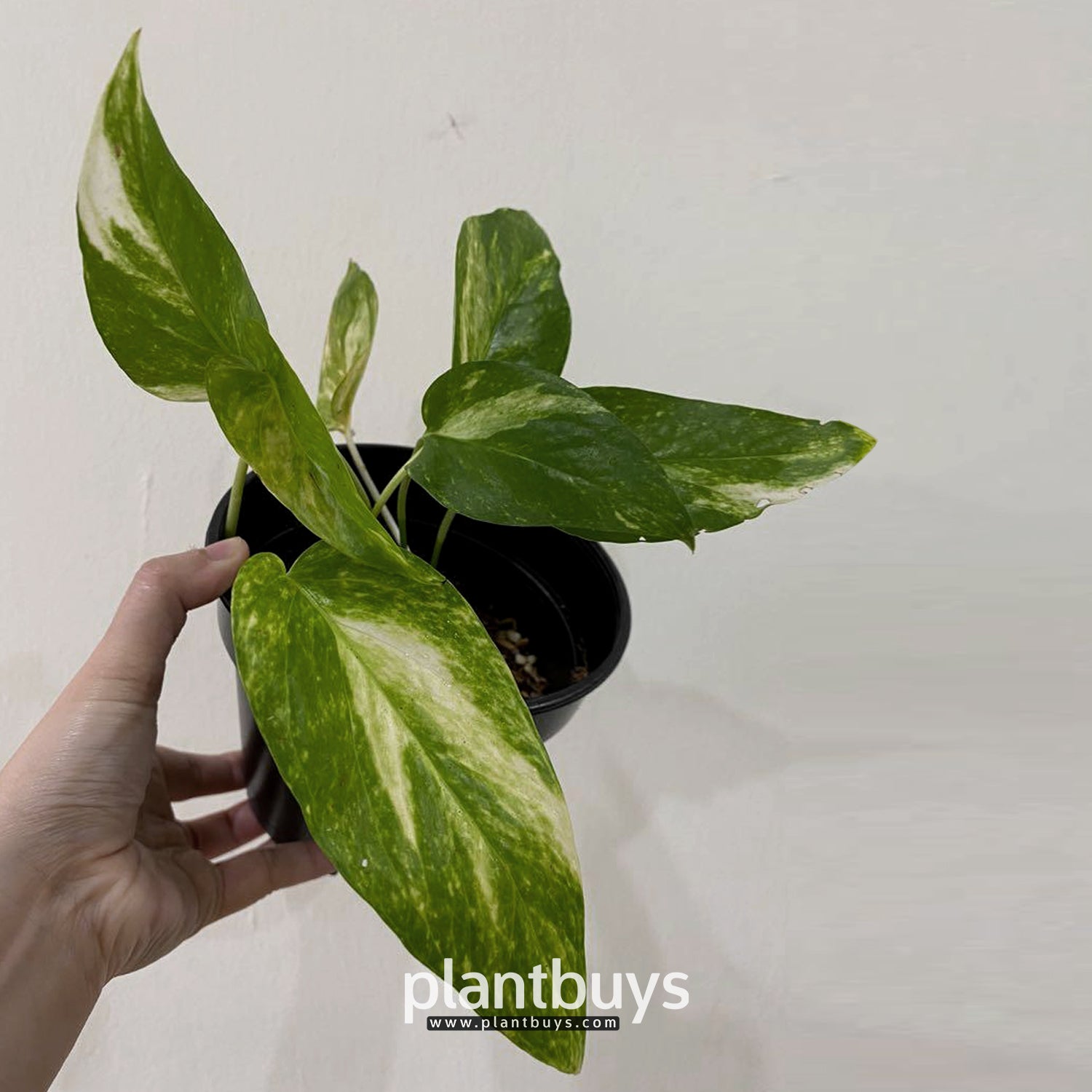 Epipremnum Pinnatum Yellow Variegated Front