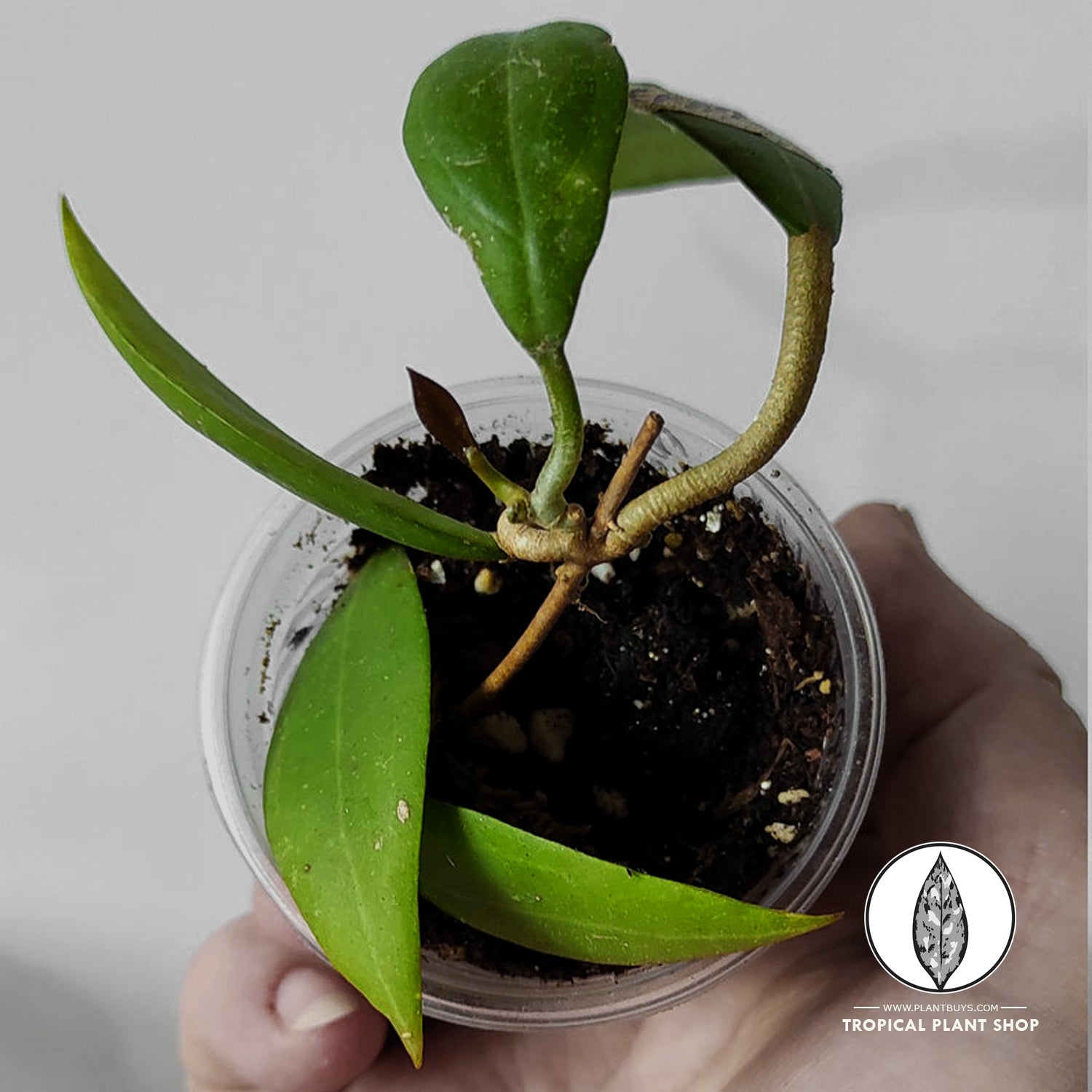 A person Showing Hoya Eriostemma Sp Papua plant growing in the plastik pot