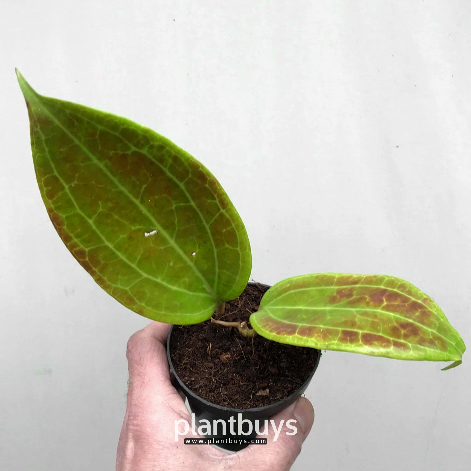 Hoya Marelli Sp Sulawesi Front