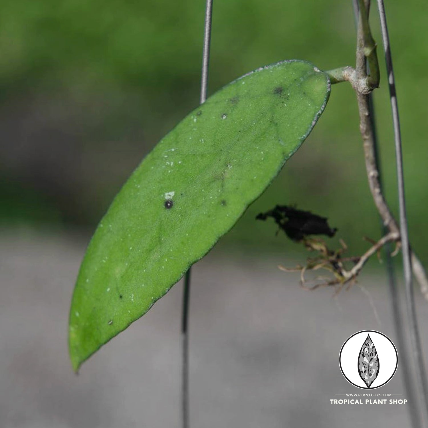 Leaf shape Hoya Scortekcinii Sp Borneo Plant