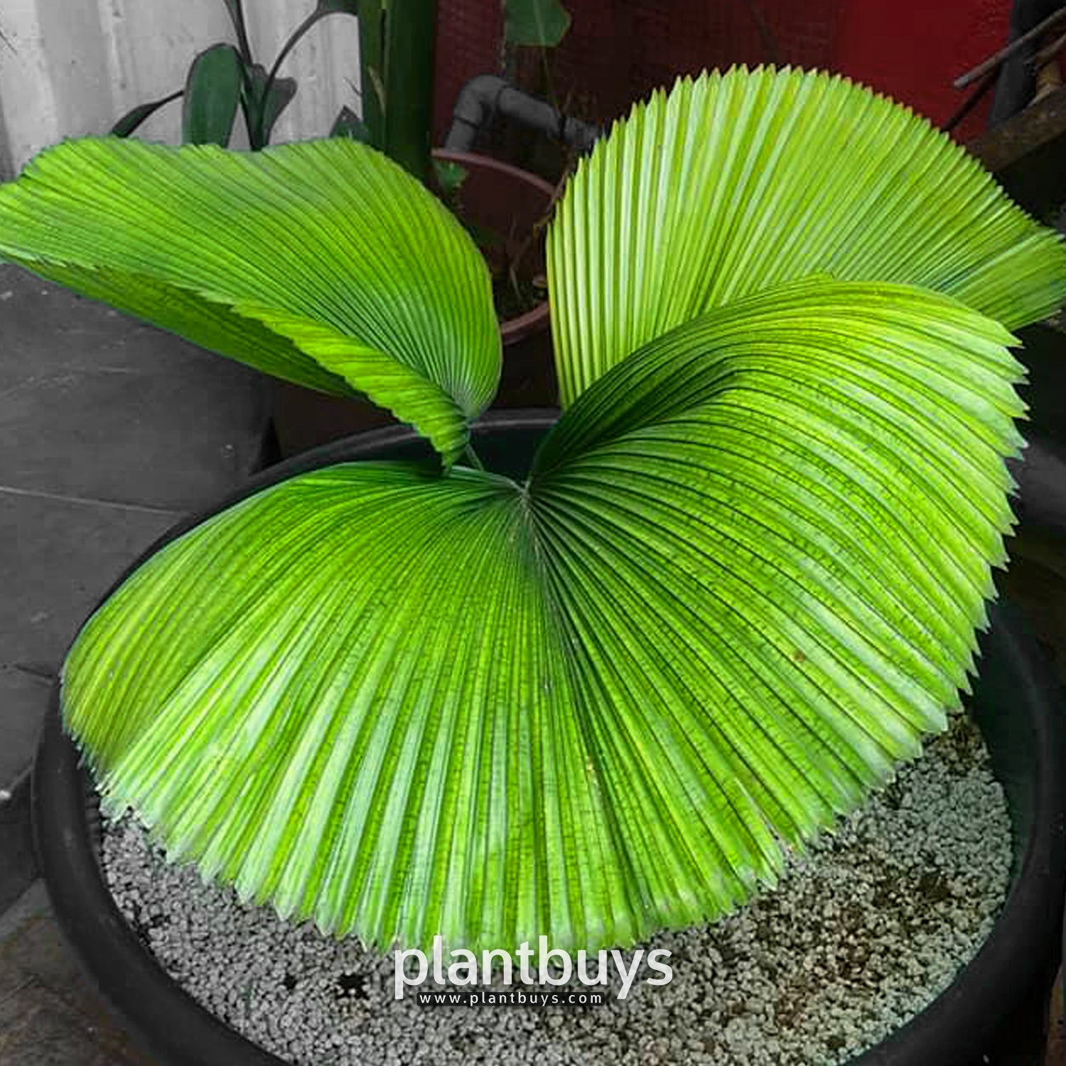Palm Licuala Grandis