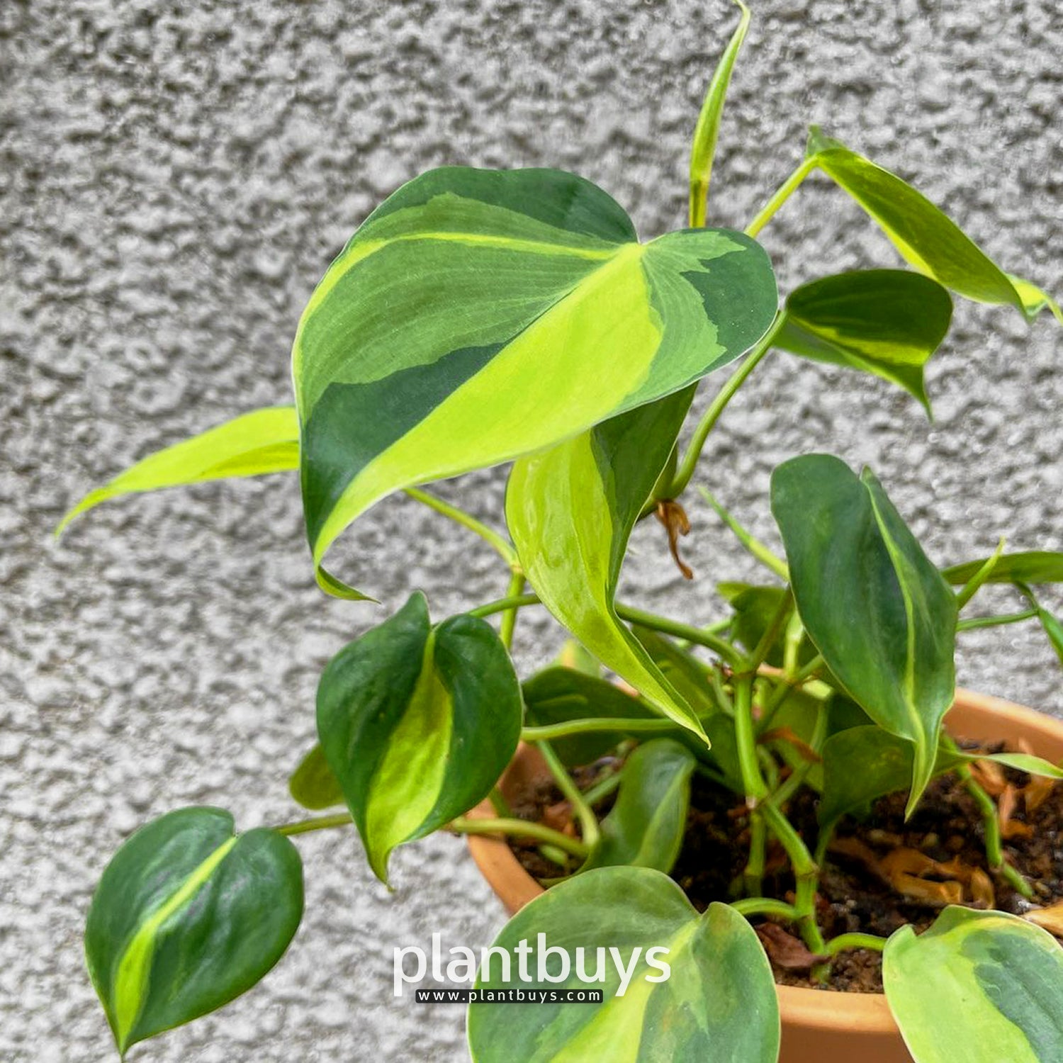 Philodendron scandens brazil