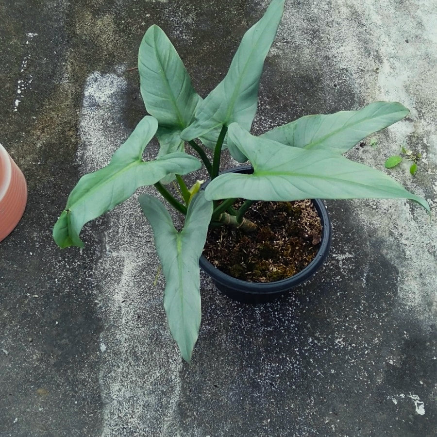 Philodendron Hastatum ( Silver Wolrd )