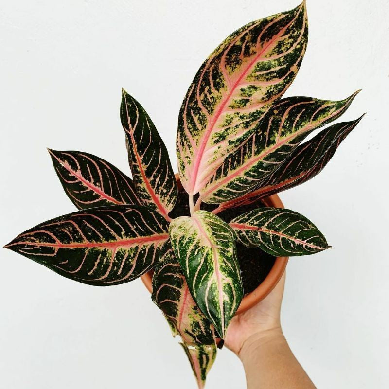 Chinese Evergreen Aglaonema Red Sumatra