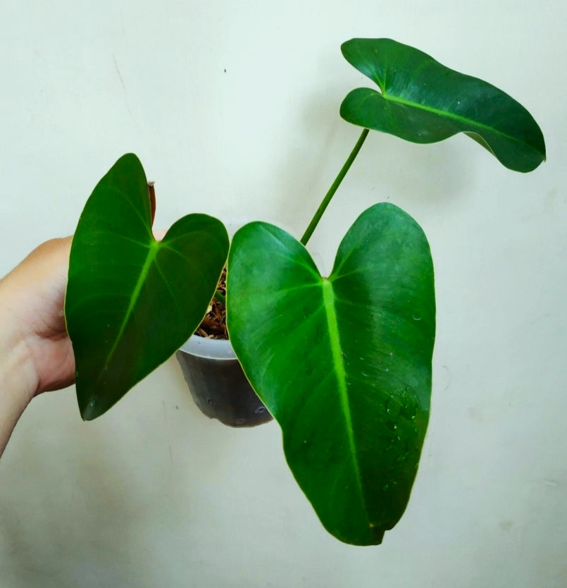 Philodendron Ilsemanii