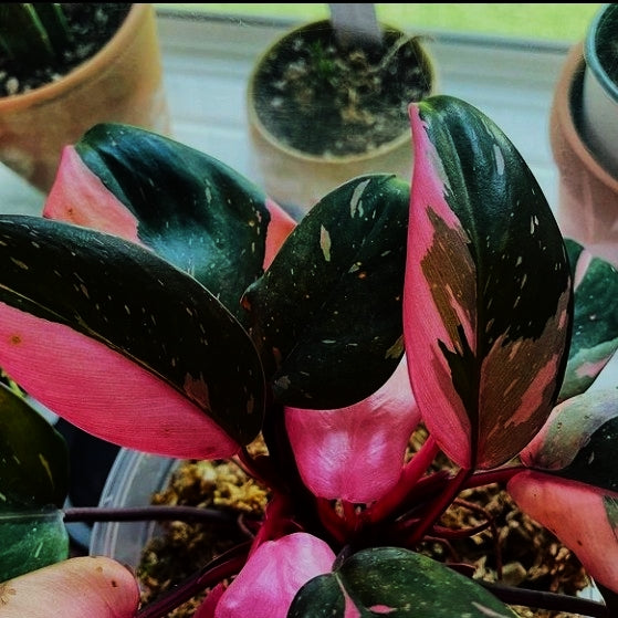 Philodendron Pink Princess Black Cherry