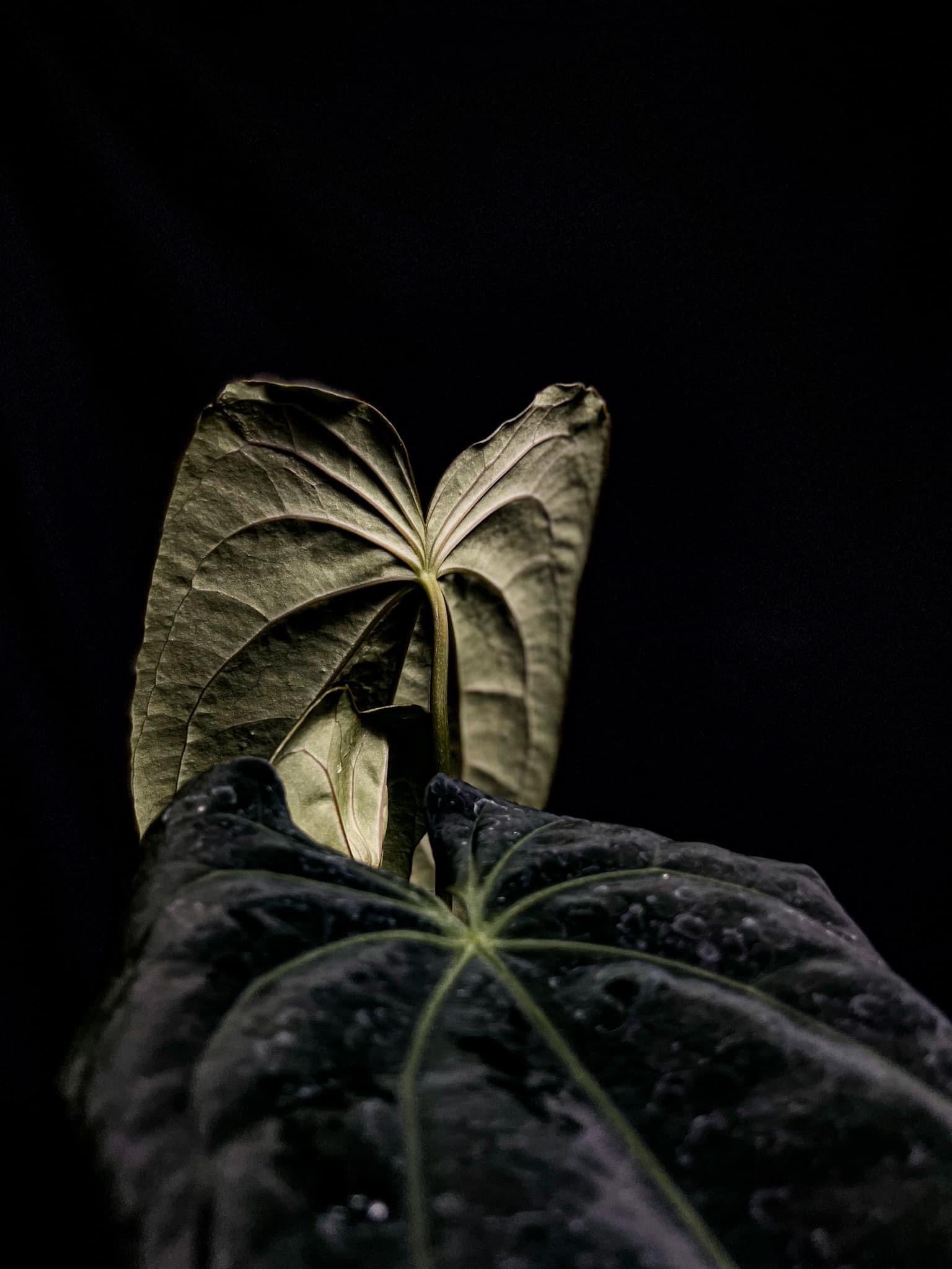 Anthurium Papillilaminum x Velvet Mask