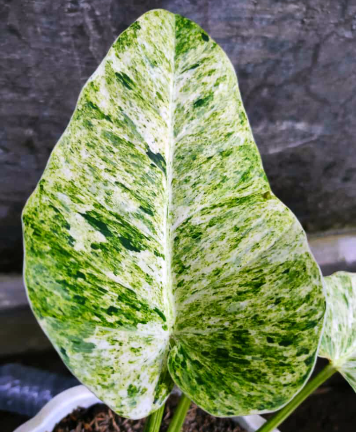 フィロデンドロン ギガンチウム 斑入り - 植物/観葉植物
