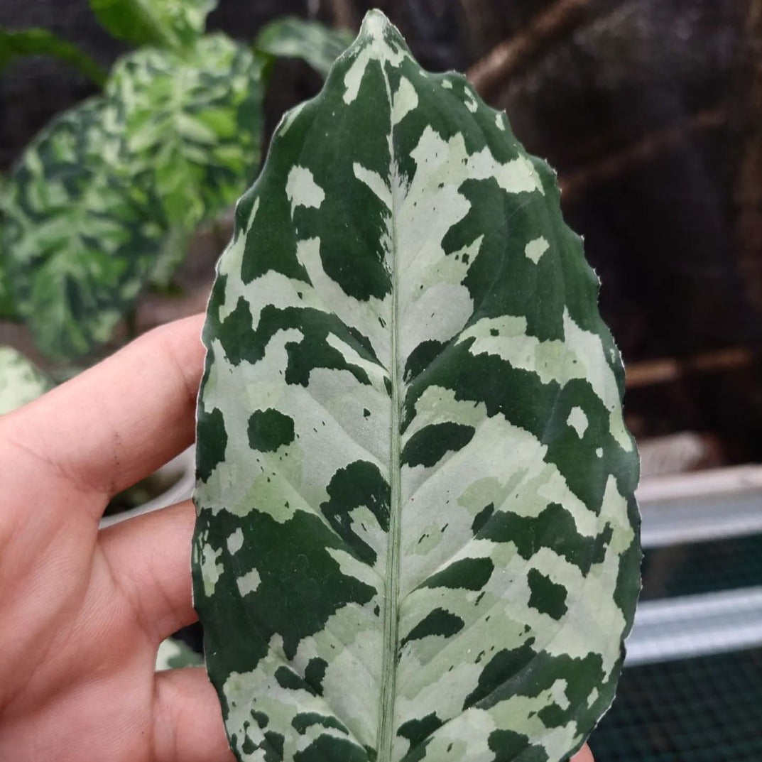 Chinese Evergreen Aglaonema Pictum Bicolor