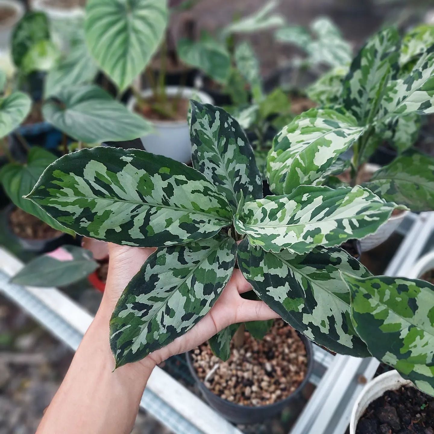 Chinese Evergreen Aglaonema Pictum Tricolor