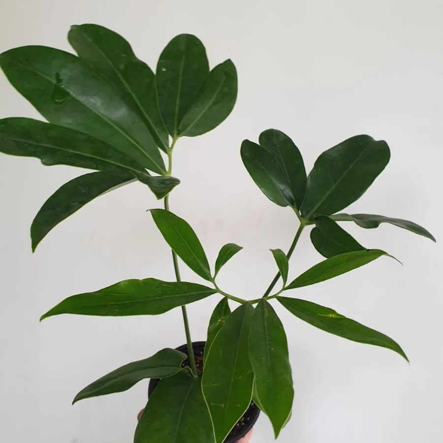 Philodendron Goldii