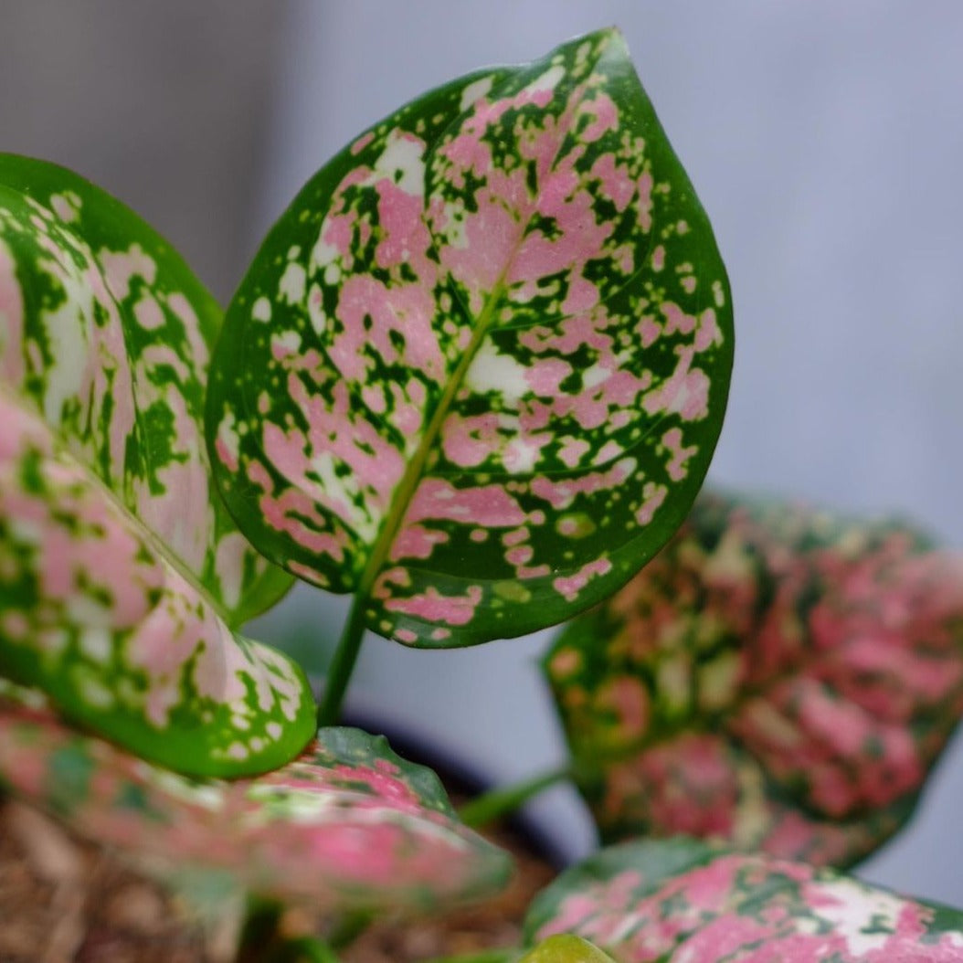 Chinese Evergreen Aglaonema Anyamanee Pink Tricolor
