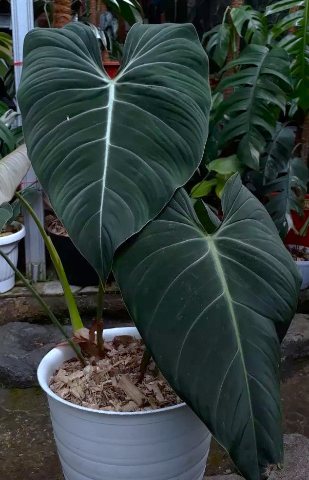 Philodendron Glorious ( Big Leaf )