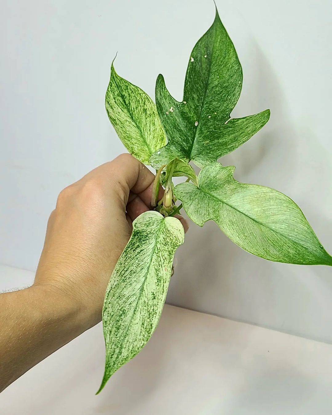Philodendron Florida Ghost (Mint)