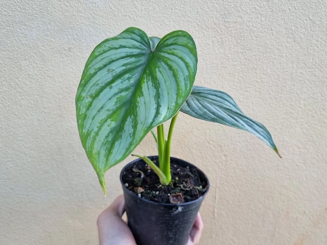 Philodendron Mamei ( Silver Cloud )