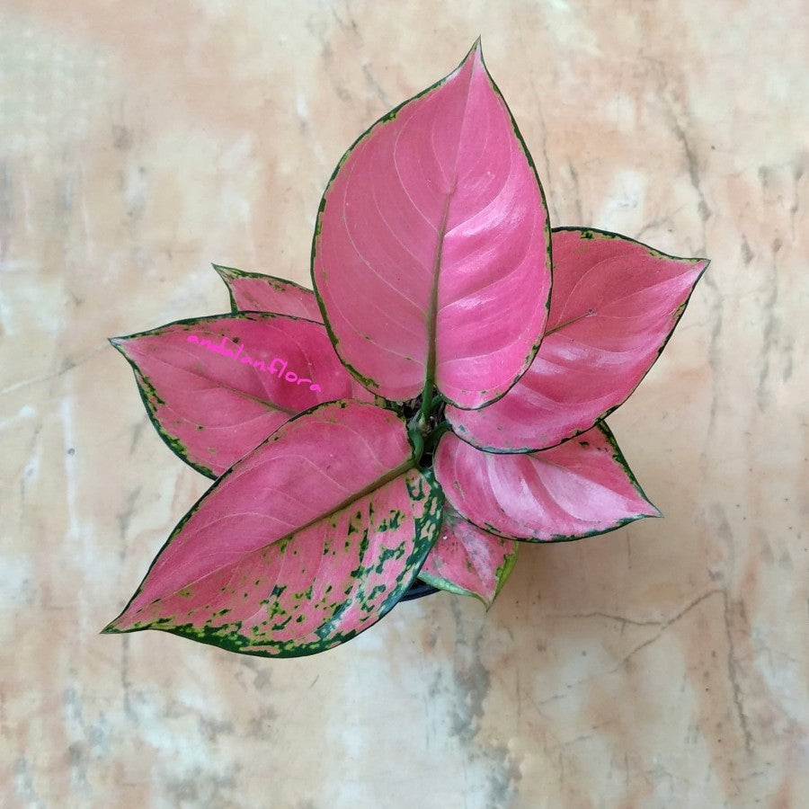 Chinese Evergreen Aglonema Pink Anjamani