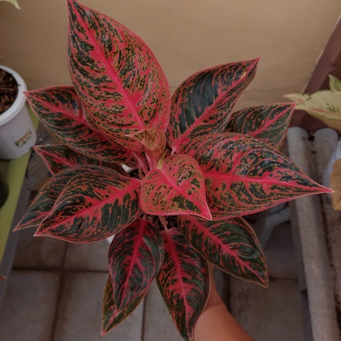 Chinese Evergreen Aglonema Reanita