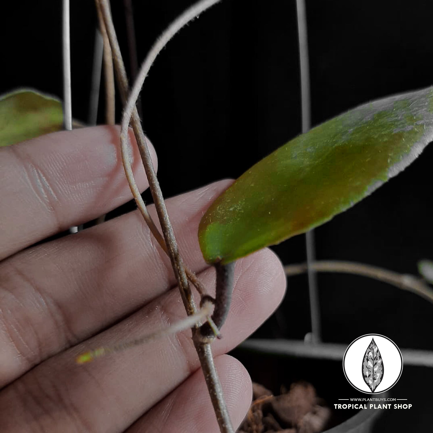 A Person's hand holding Hoya Caudata SP Sulawesi Plant
