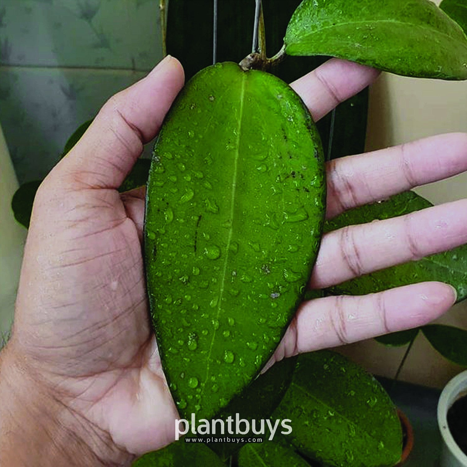 A Person's hand holding Hoya Aff Vitellina Plant