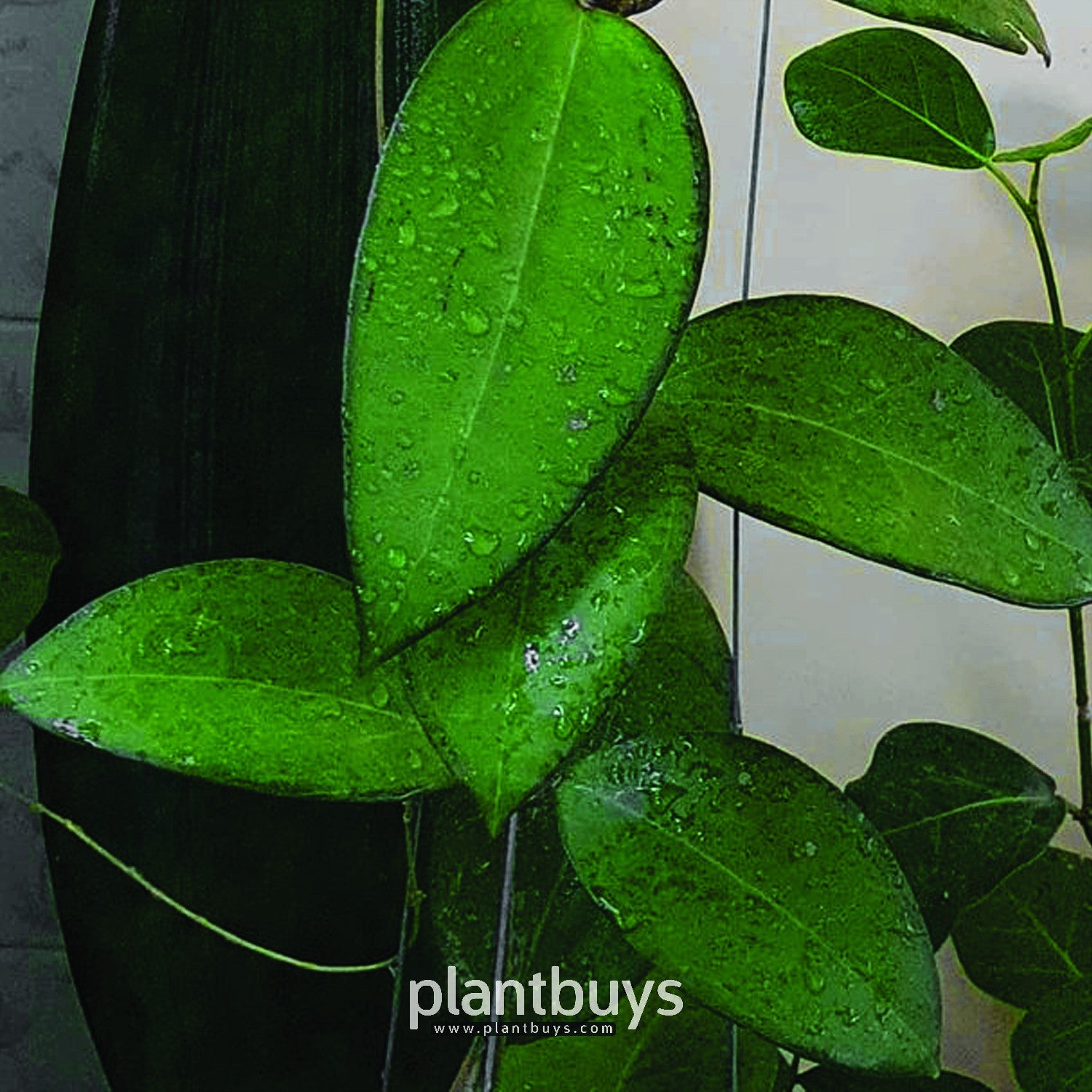 Leaf Shape Hoya Aff Vitellina Plant