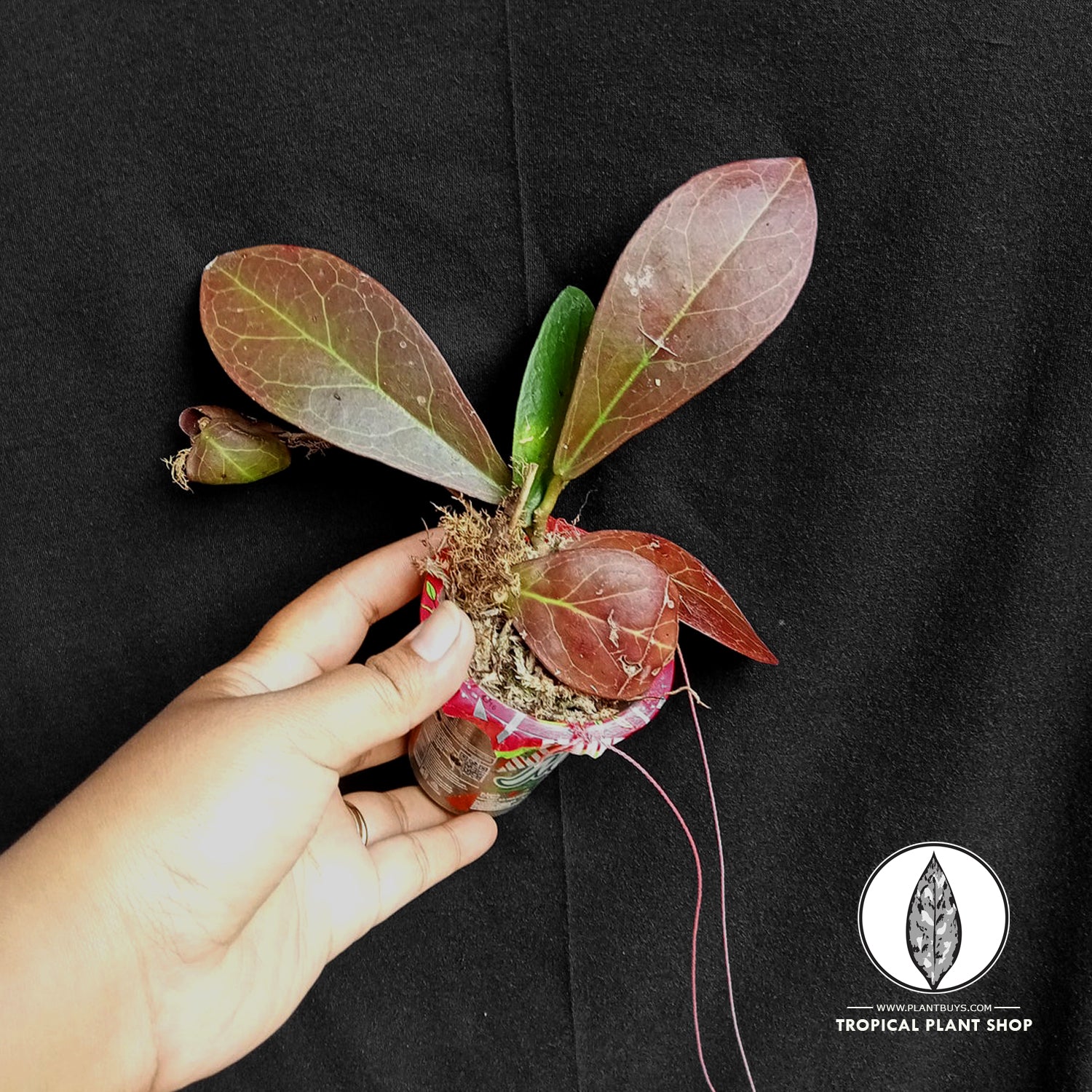 a person hand holding Hoya Buntokensis Sp Borneo plants in plastik pots contains moss planting media