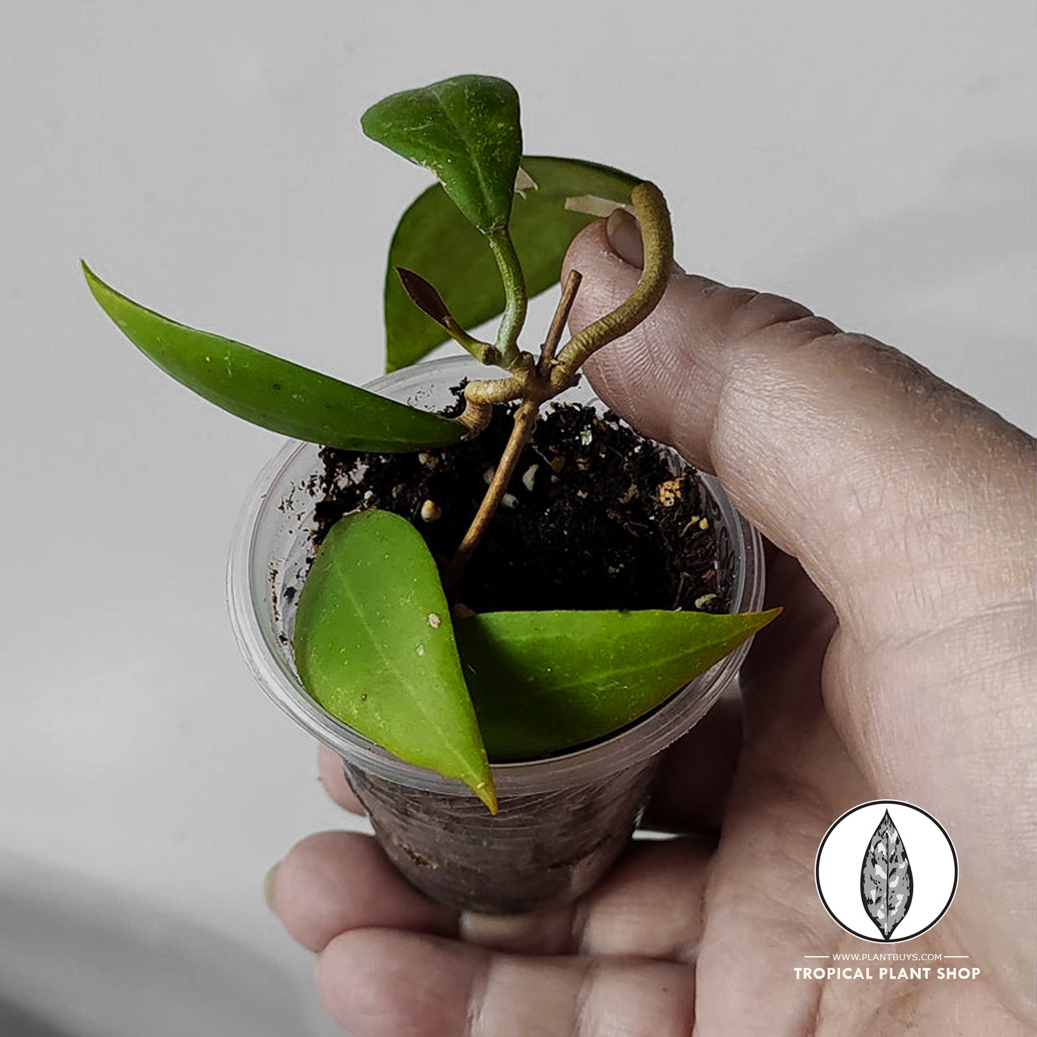 A person holding Hoya Eriostemma Sp Papua plant growing in the plastik pot