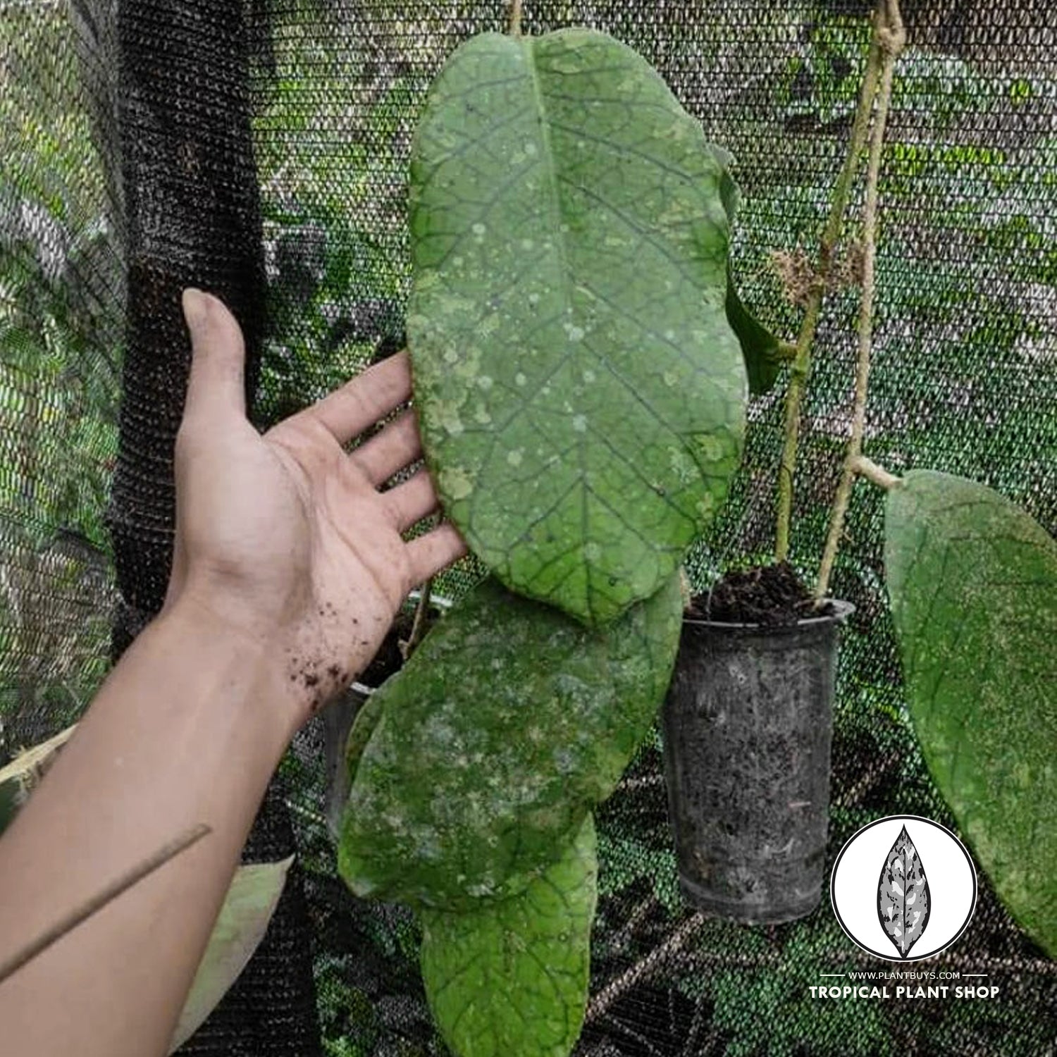 A person hand holding Hoya Meredithii Sp Aceh plant