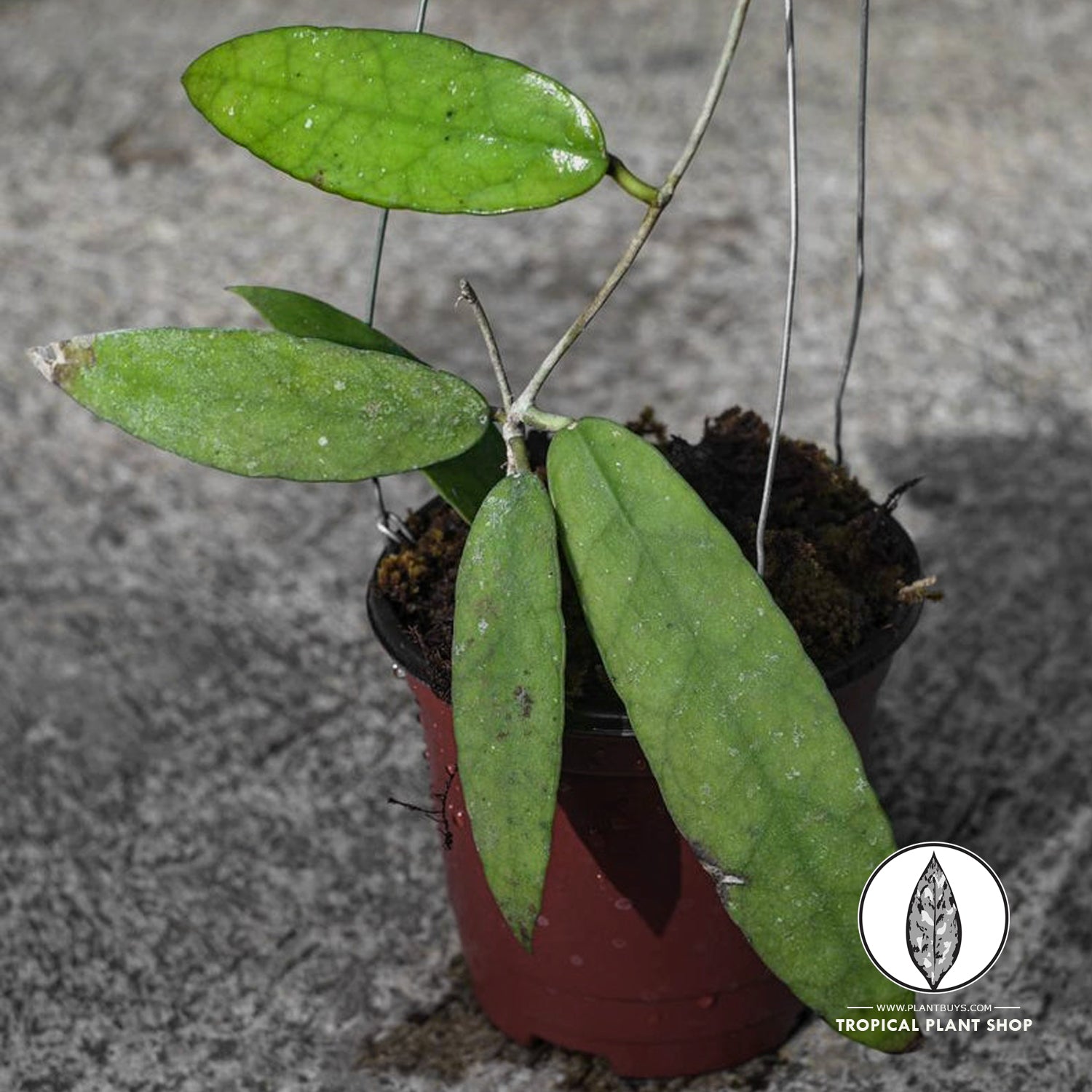 Hoya Scortekcinii Sp Borneo Plant growing in brown deep pot a cute little hoya native to the island of Borneo.