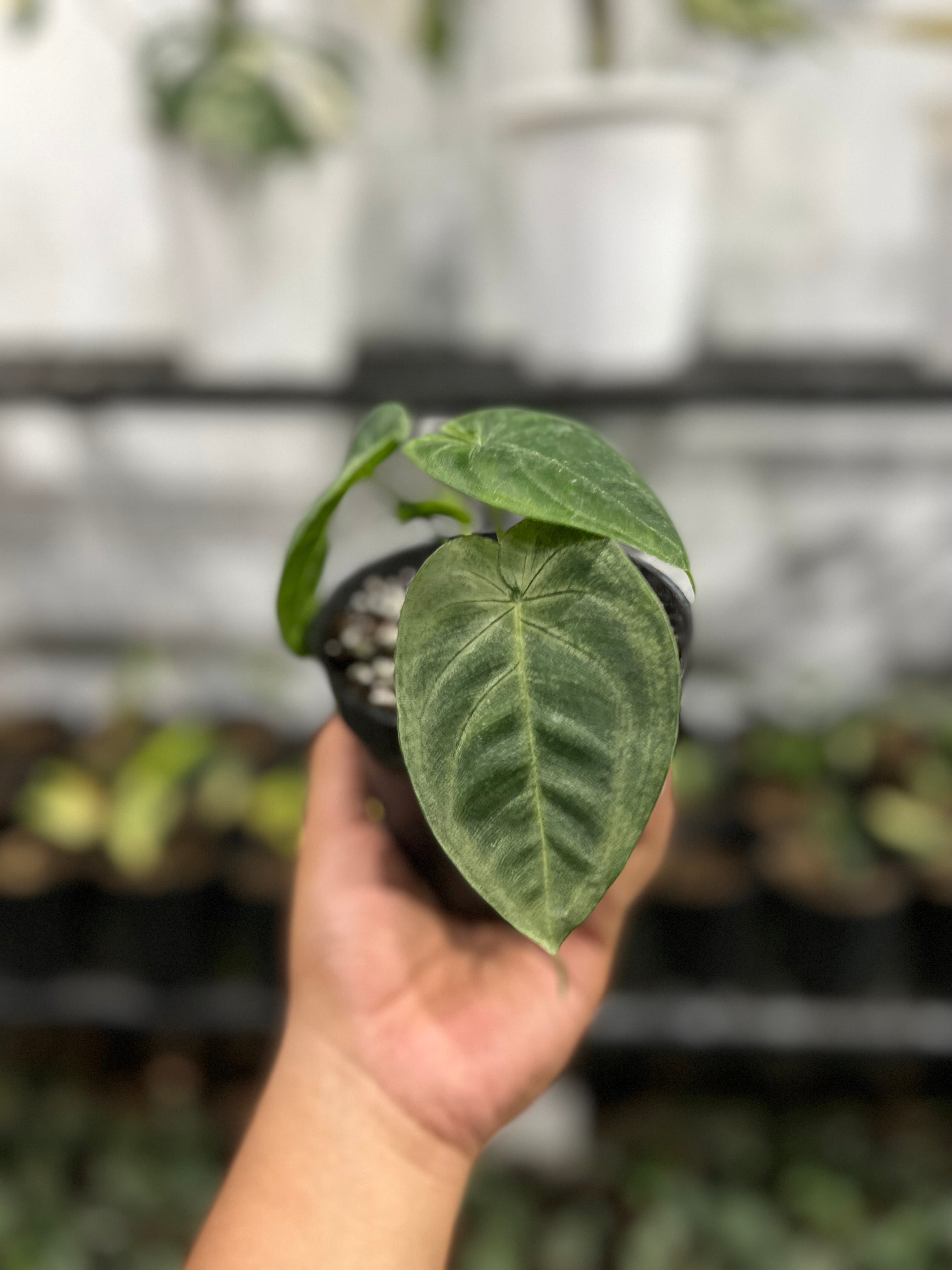 Syngonium Macrophyllum ‘Frosted Heart’