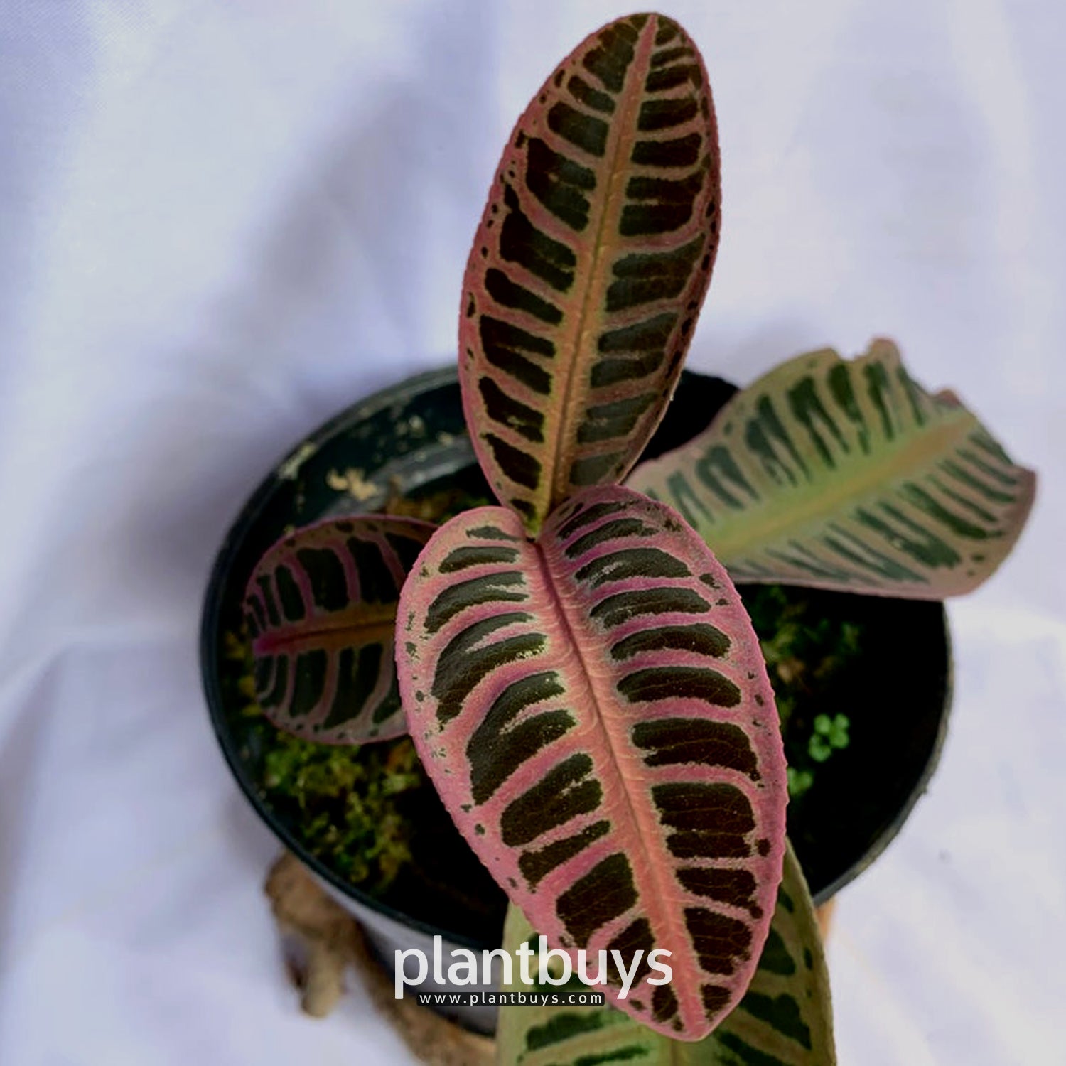 Labisia Pink Front
