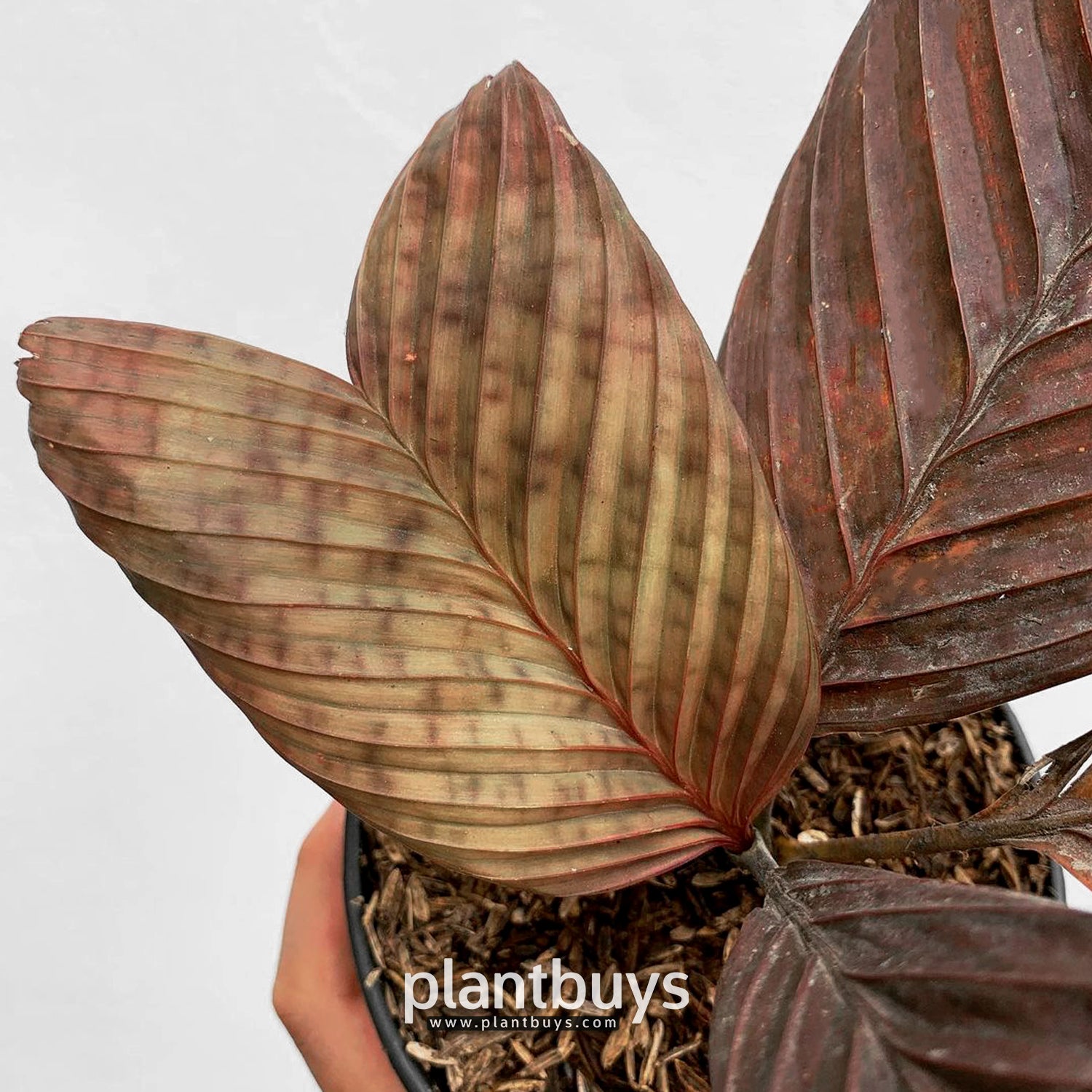 Palm Pinanga Veitchii / Palm Red Borneo
