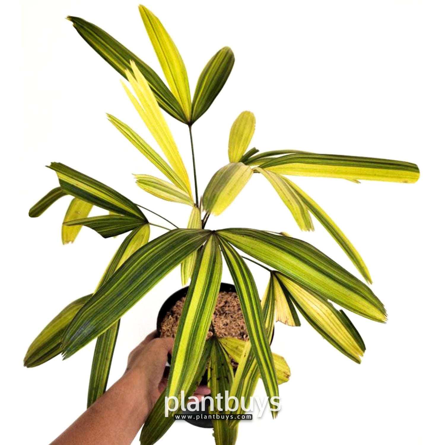 Rhapis Humilis Lady Palm