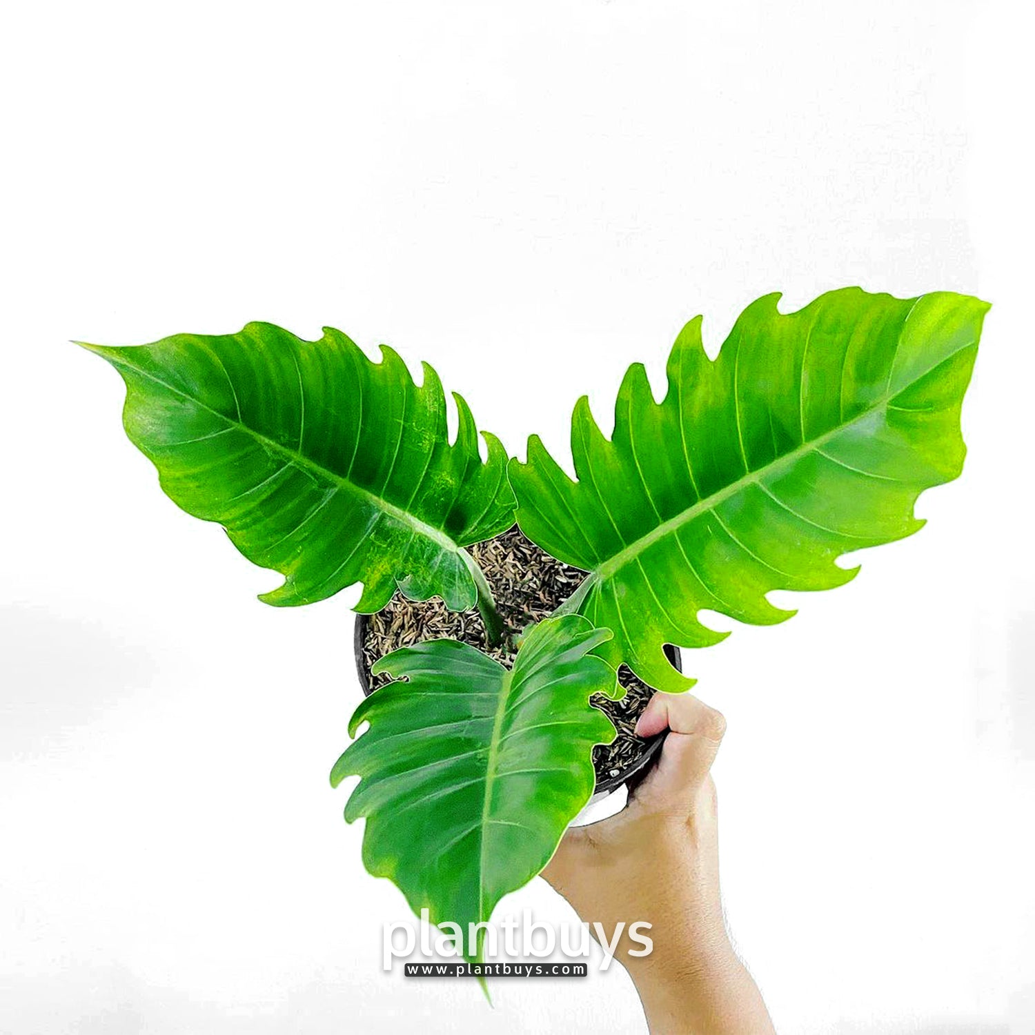 Philodendron Greenshaw