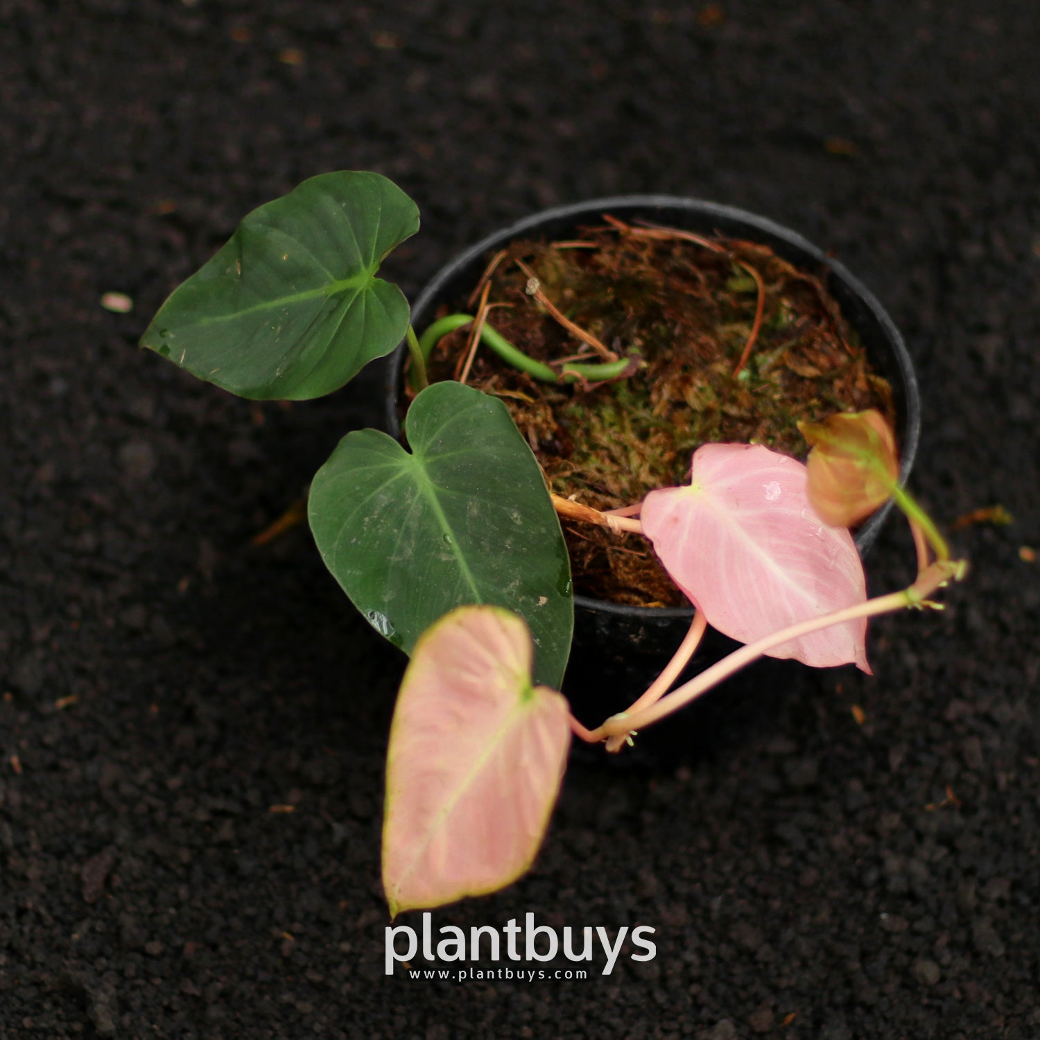 Philodendron Pink Mican