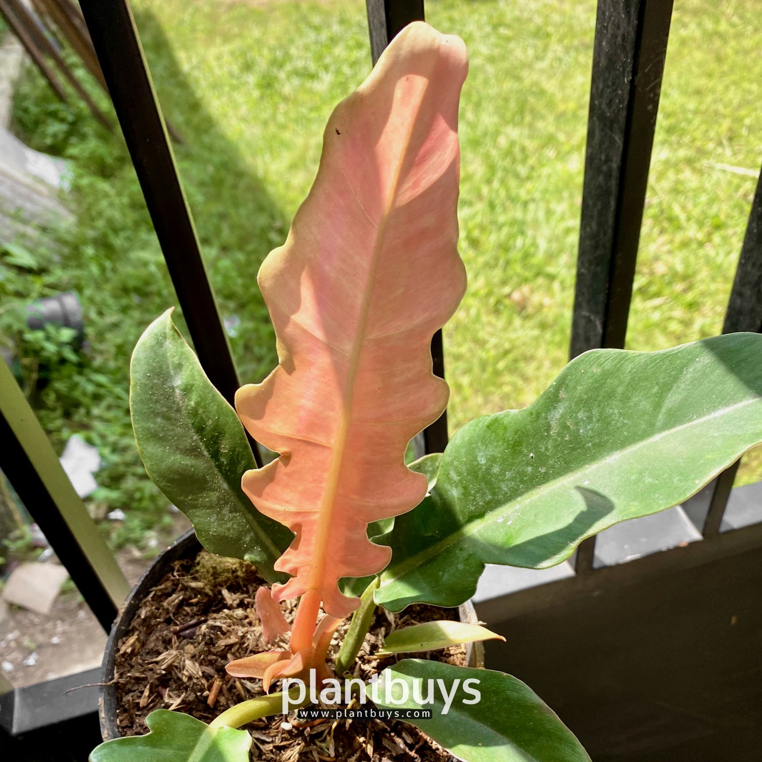 Philodendron Ring Of Fire Pink
