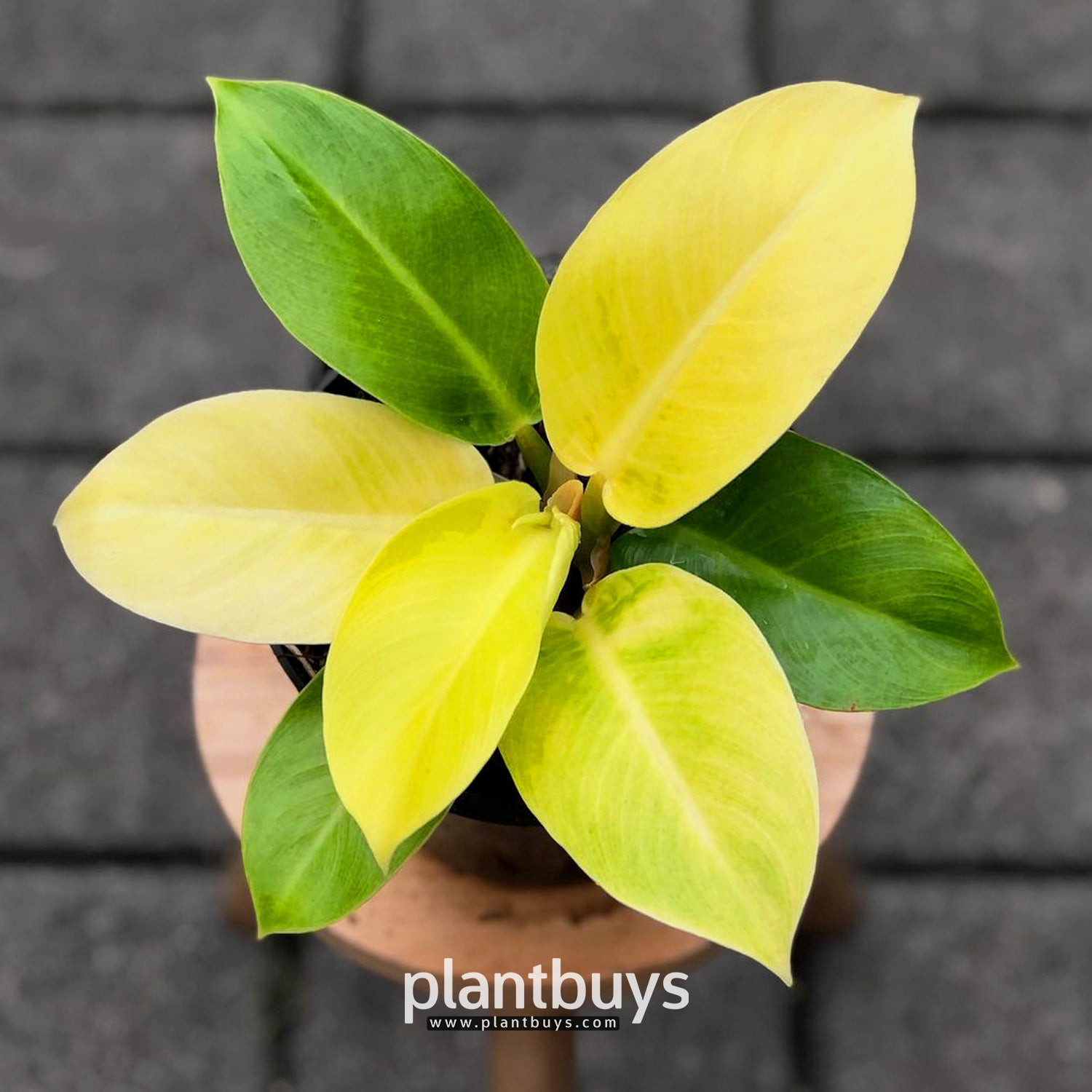 Epipremnum Pinatum Yellow Sun Rise Variegated Wholesale Plant Free  Phytsonaitary