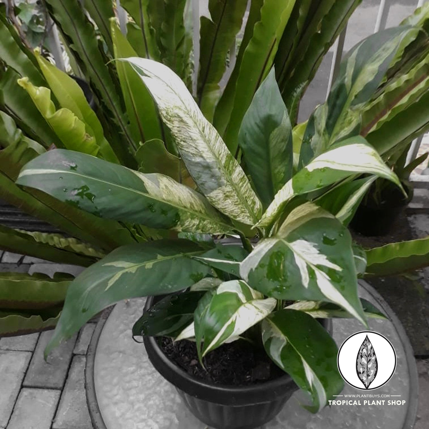 Spathiphyllum Peace Lily Variegated Front