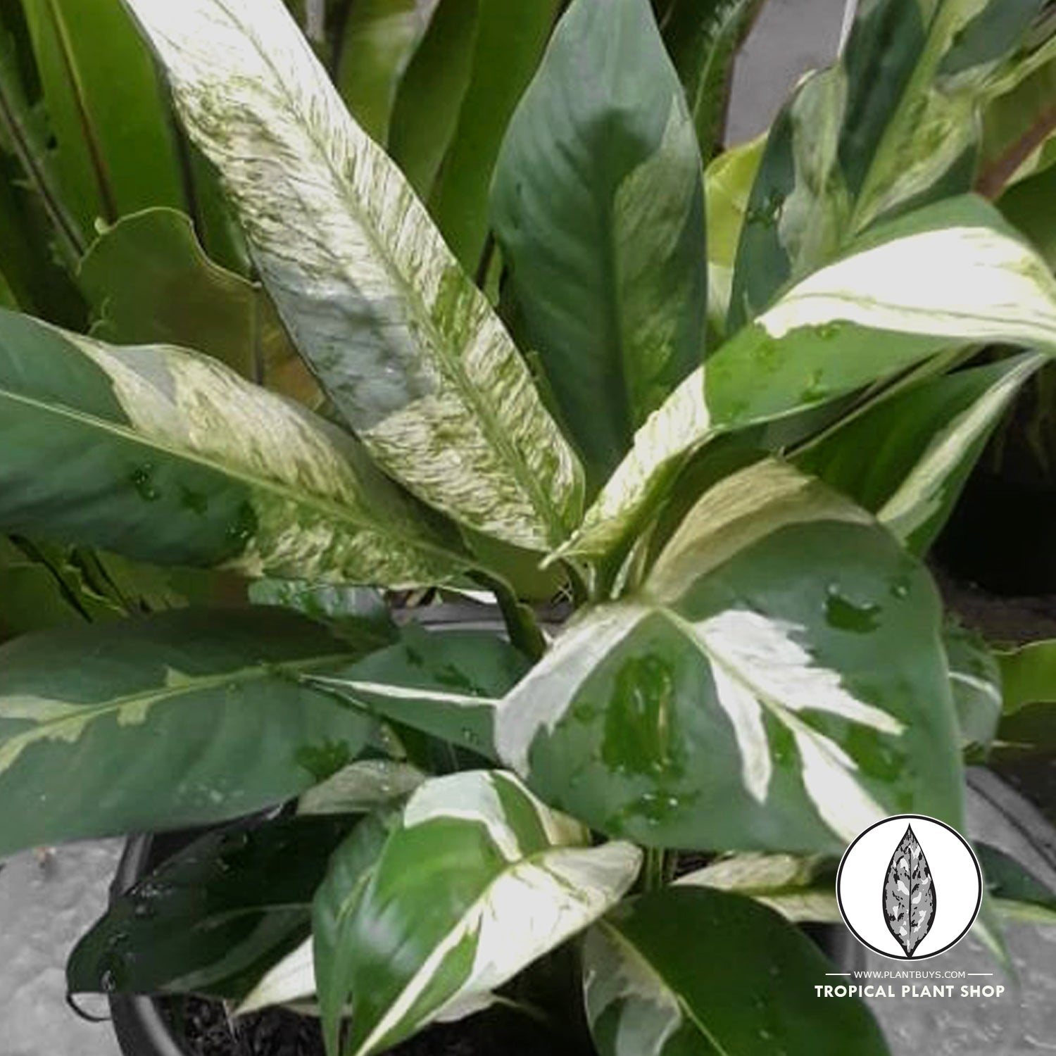 Spathiphyllum Peace Lily Variegated Back