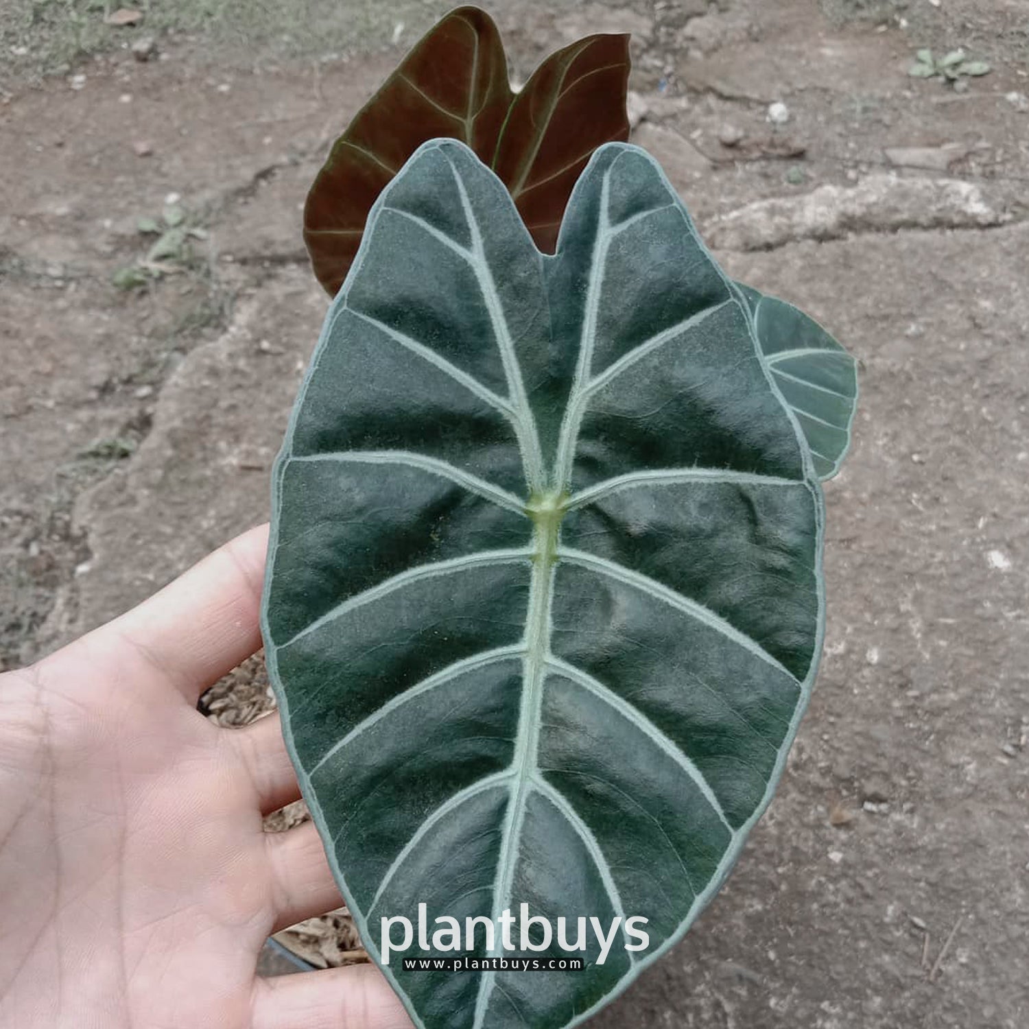 Leaf Shape Alocasia Suhirmaniana