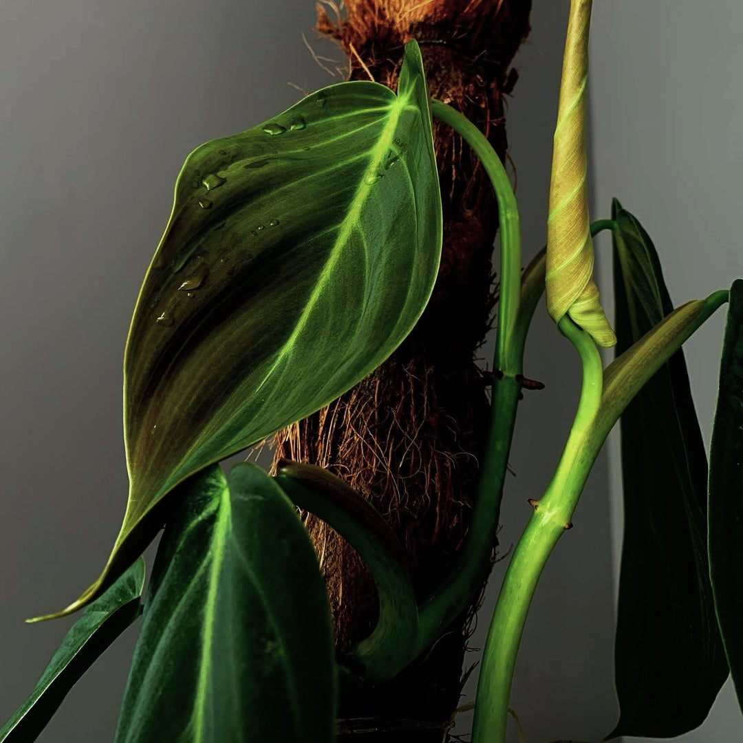 Philodendron Gigas ( Dark )
