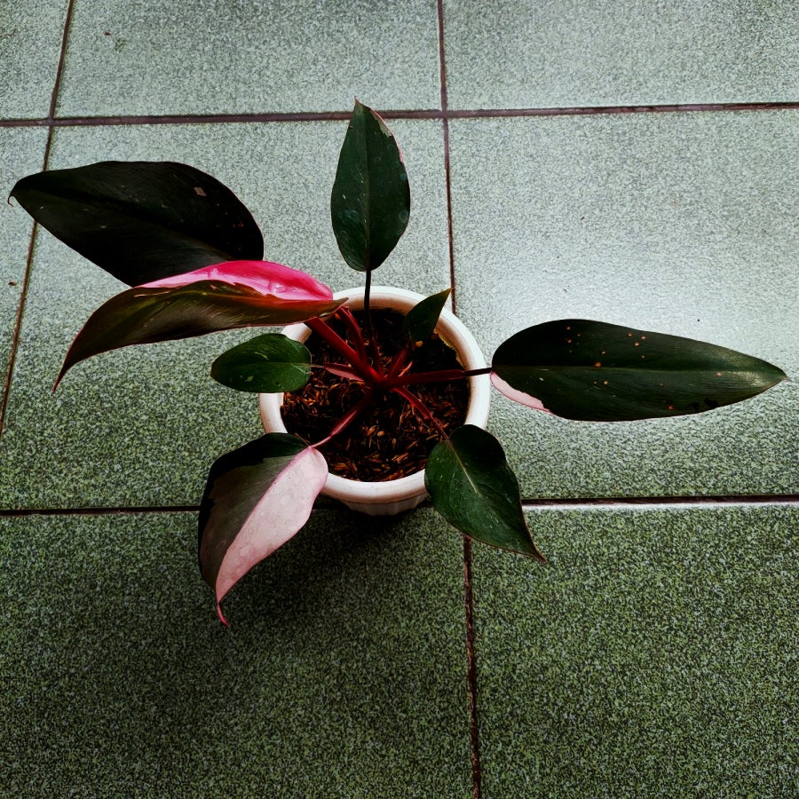 Philodendron Pink Princess Black Cherry
