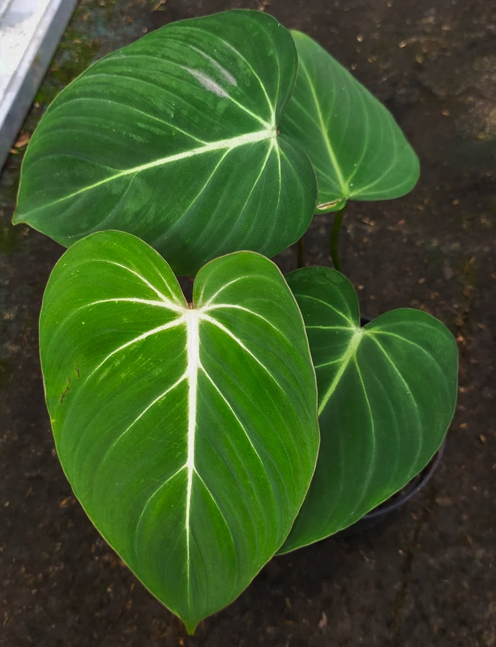 Philodendron Glorioum ( Large )