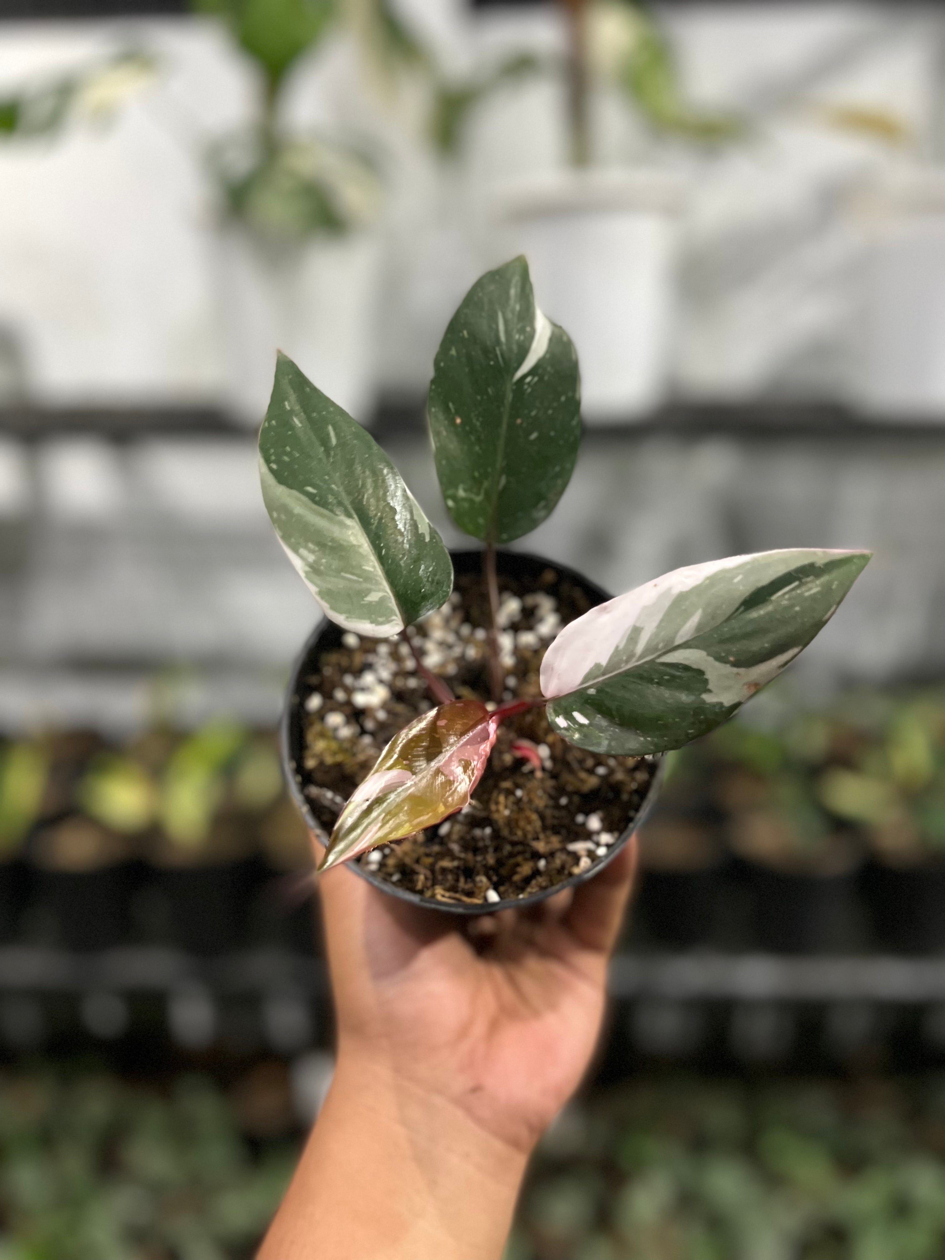 Philodendron Red Anderson