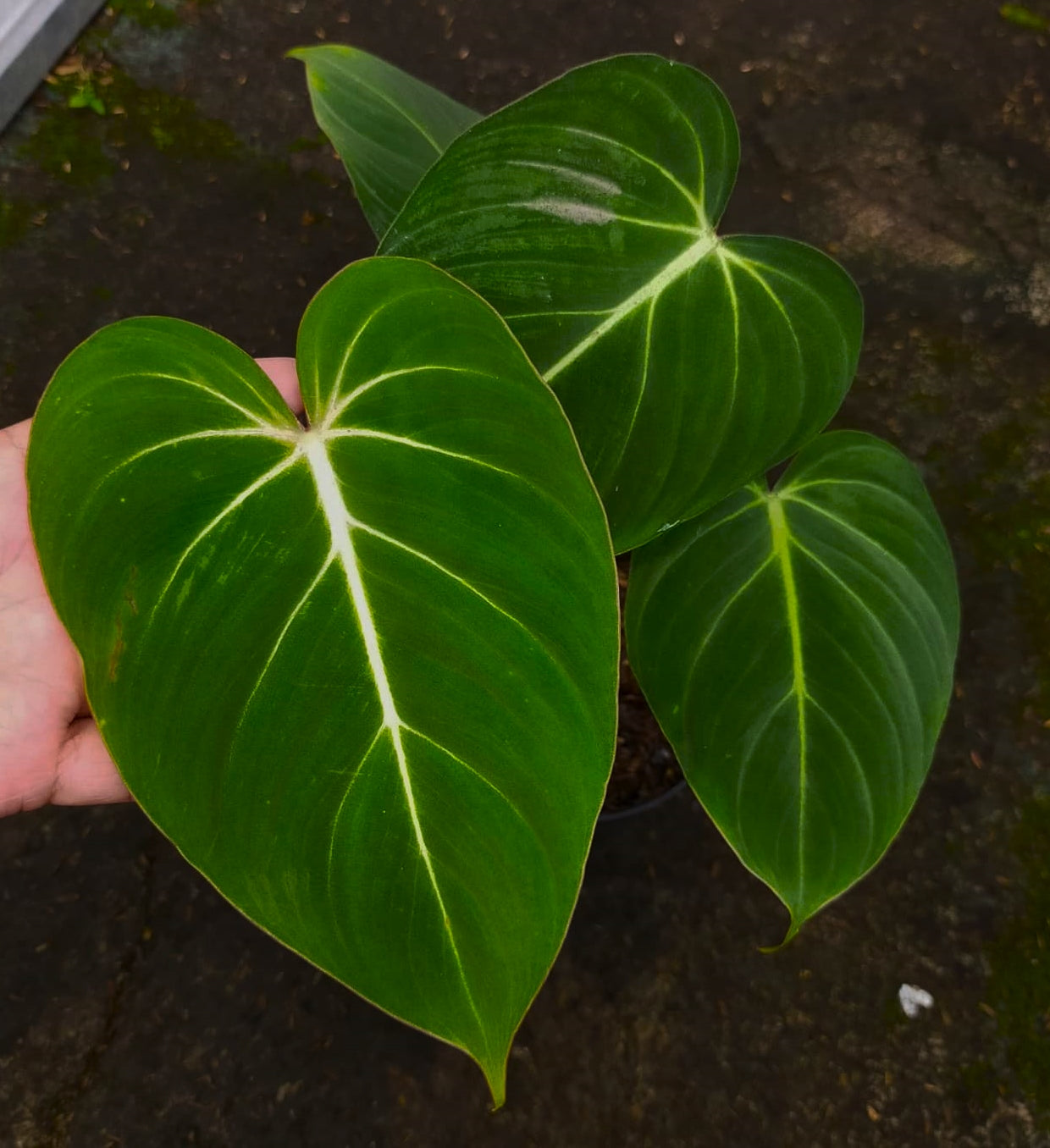 Philodendron Glorioum ( Large )