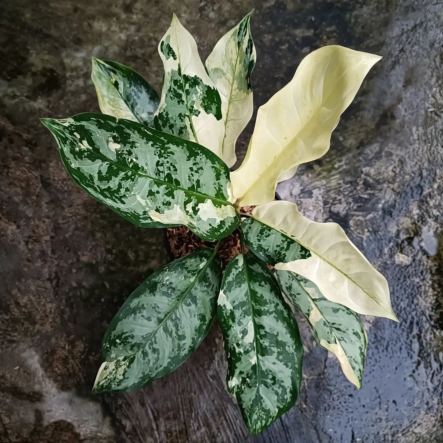 Chinese Evergreen Aglaonema Commutatum Variegata